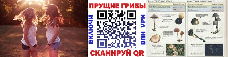 Псилоцибиновые грибы GOLDEN TEACHER  Данилов 